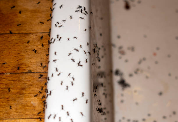 Best Commercial Pest Control Services  in North Judson, IN