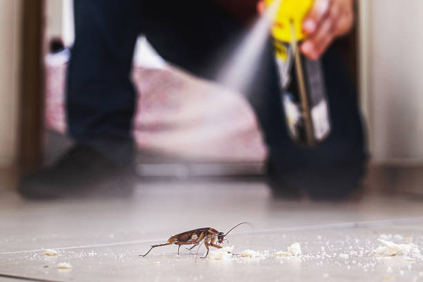 Best Local Pest Control Services  in North Judson, IN